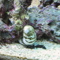 aquarium 038