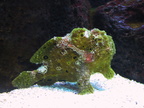 aquarium 037