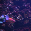 aquarium_036.jpg