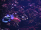 aquarium 036