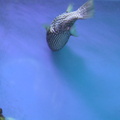 aquarium 035