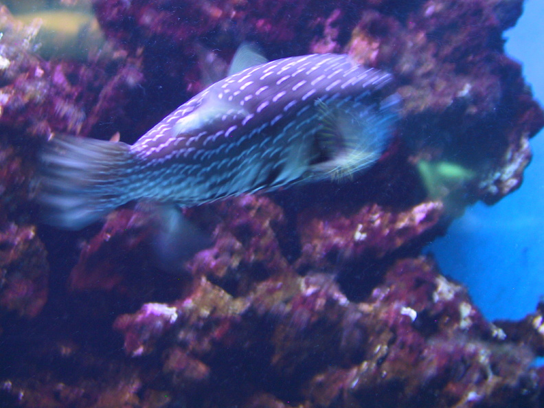 aquarium_034.jpg