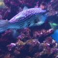 aquarium 034