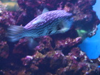 aquarium 034