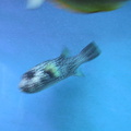 aquarium 033