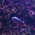 aquarium 031