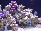 aquarium 028