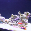 aquarium 027