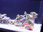 aquarium 027