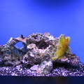 aquarium 026