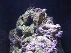 aquarium 024
