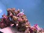 aquarium 022