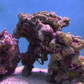 aquarium 021