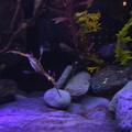 aquarium 017