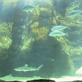 aquarium 016