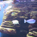 aquarium 015