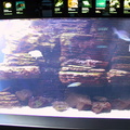 aquarium 014
