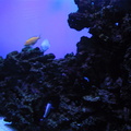 aquarium 013