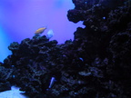 aquarium 013