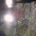 aquarium 012