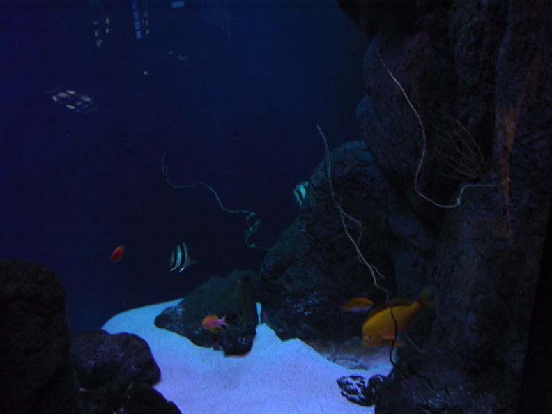 aquarium_011.jpg