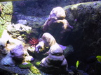 aquarium 010