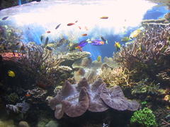 aquarium 007