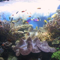 aquarium 007
