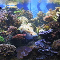 aquarium 006