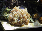 aquarium 005