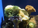 aquarium 003
