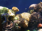 aquarium 002
