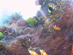 aquarium 001